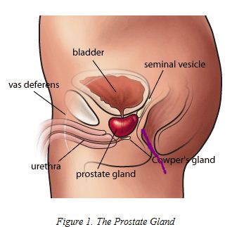 where is the prostate gland? Ruby Ryder shares a diagram to help you