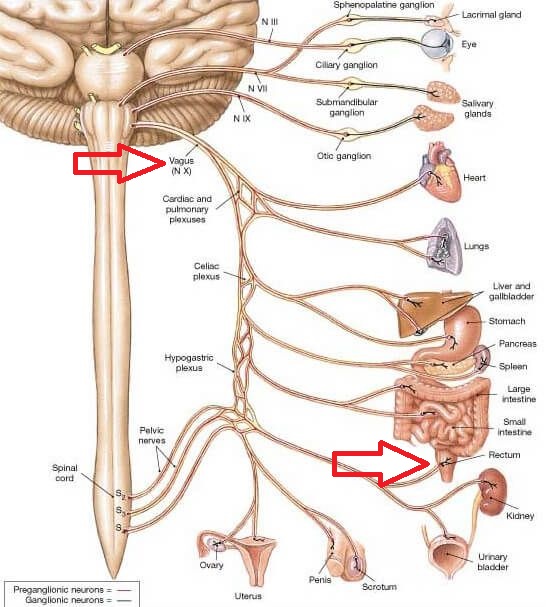 Vagus Nerve connection with rectum and lower colon